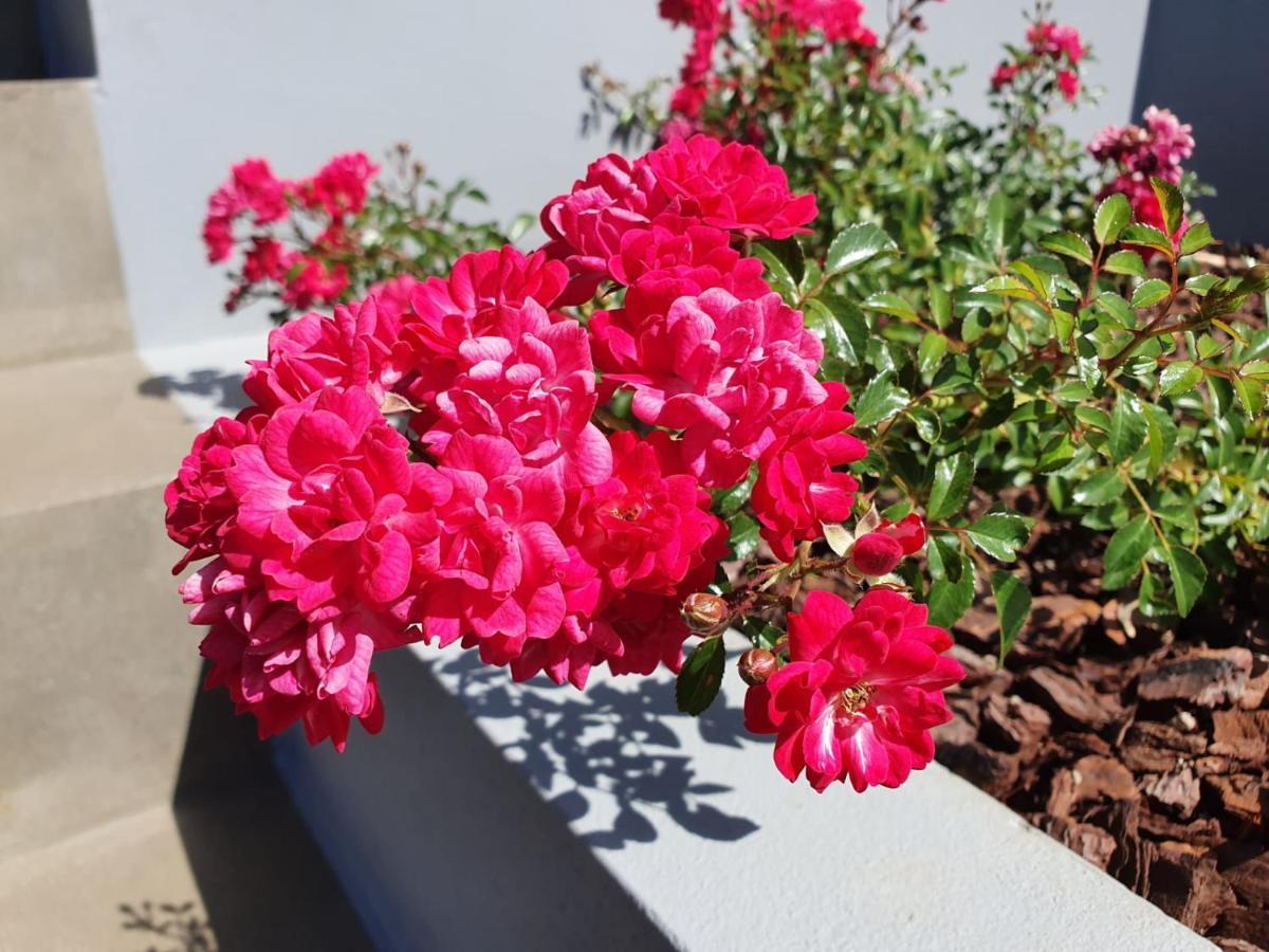 Casa Atlantico Dachterrassengeschoss Leilighet Ribeira Brava Eksteriør bilde